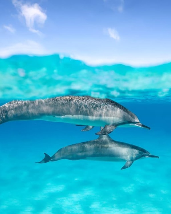 Zanzibar: Mnemba Island Snorkel Trip with Dolphin | ®ExcursionMania