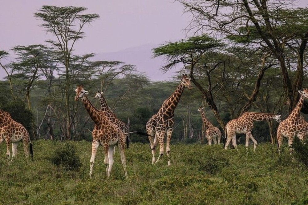 From Nairobi: Overnight Lake Nakuru and Hells Gate | ®ExcursionMania