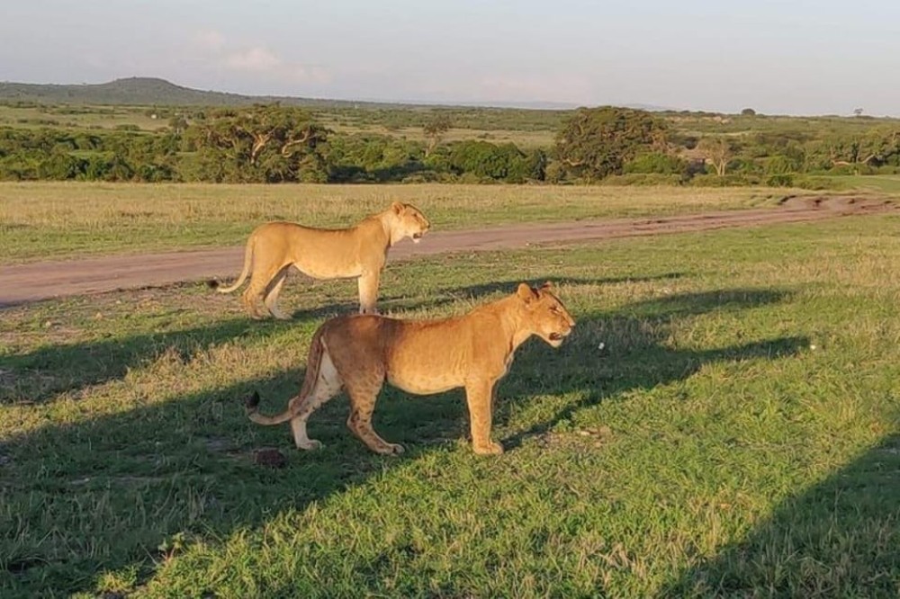 From Nairobi: Overnight Amboseli National Park Safari | ®ExcursionMania