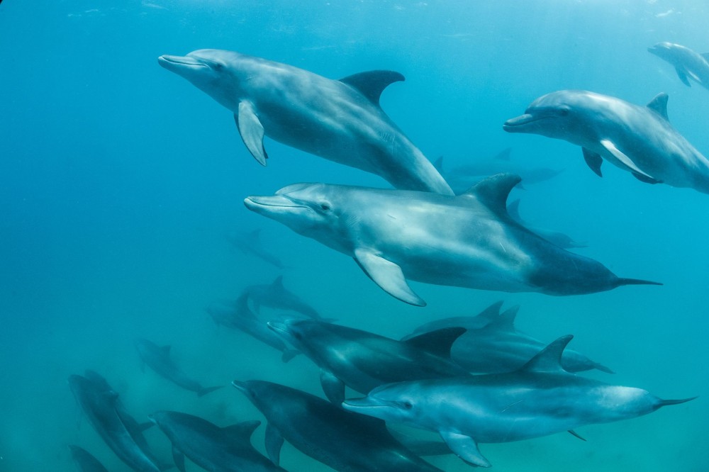 From Kendwa/Nungwi: Mnemba Snorkel Trip and dolphins | ®ExcursionMania
