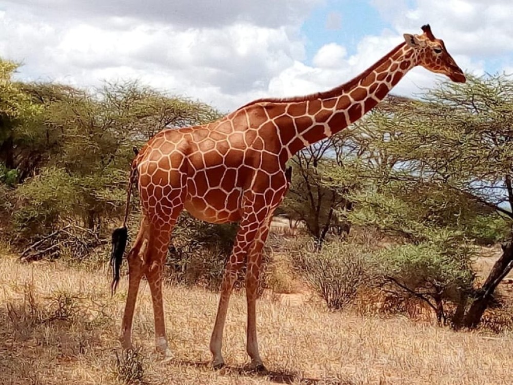 Nairobi National Park Half-Day Game Drive | ®ExcursionMania