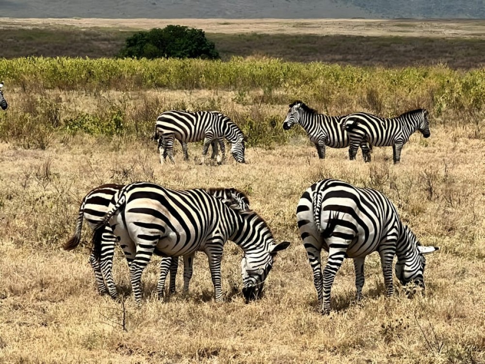 Zanzibar: 3-Day Safari Adventure to Mikumi National Park | ®ExcursionMania