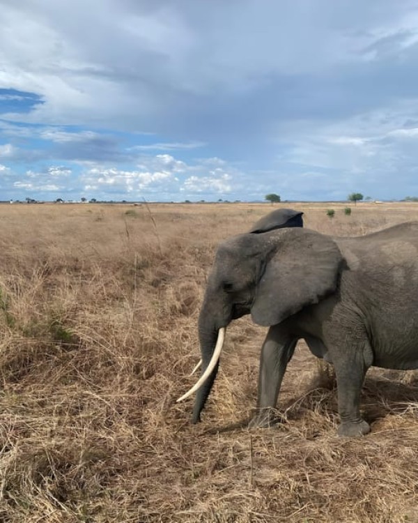 Zanzibar: 3-Day Safari Adventure to Mikumi National Park | ®ExcursionMania