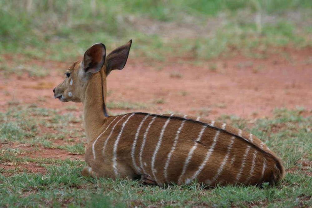 Nairobi National Park: Early Morning / Afternoon Game Drive | ®ExcursionMania
