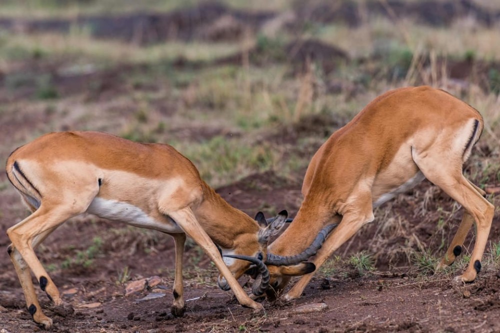 Nairobi National Park: Early Morning / Afternoon Game Drive | ®ExcursionMania