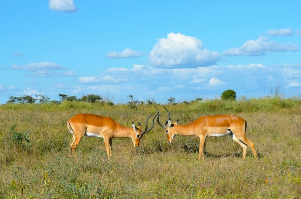 Nairobi National Park: Early Morning / Afternoon Game Drive | ®ExcursionMania