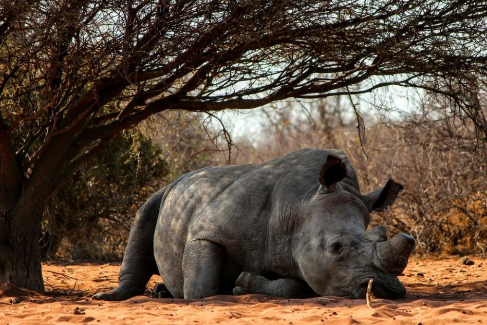 Nairobi National Park: Early Morning / Afternoon Game Drive | ®ExcursionMania