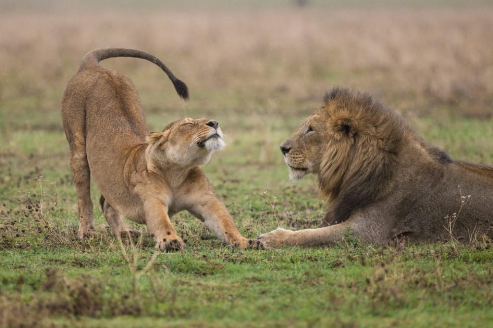Nairobi National Park: Early Morning / Afternoon Game Drive | ®ExcursionMania
