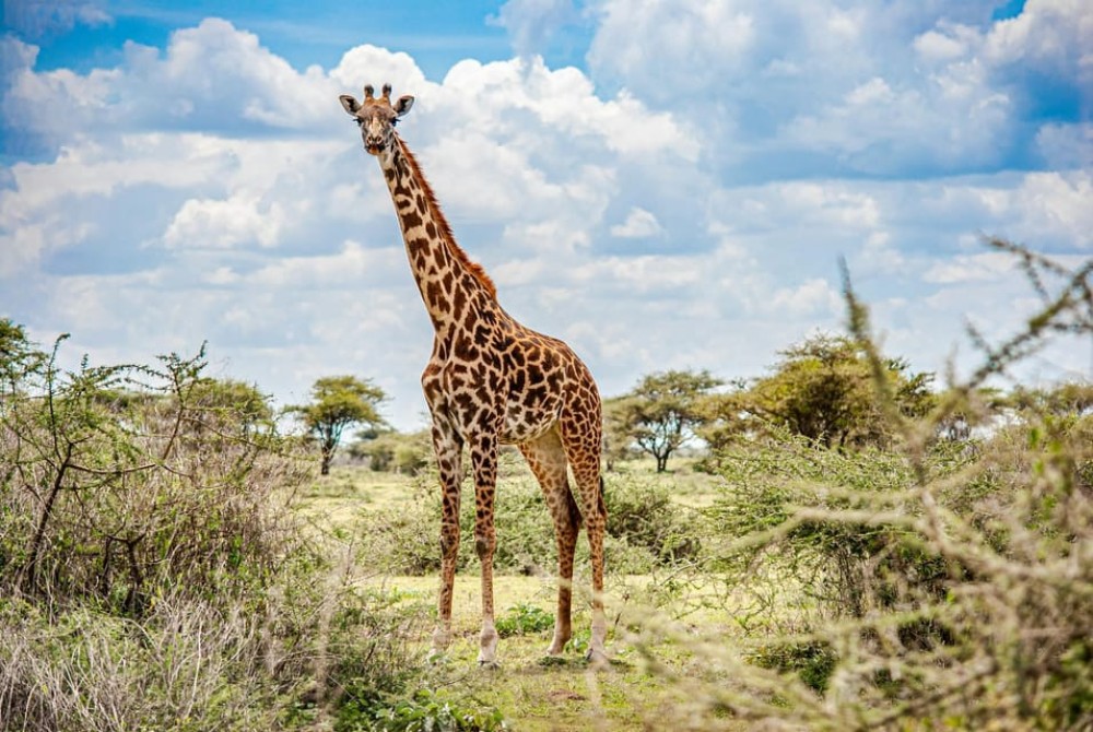 Nairobi National Park: Early Morning / Afternoon Game Drive | ®ExcursionMania
