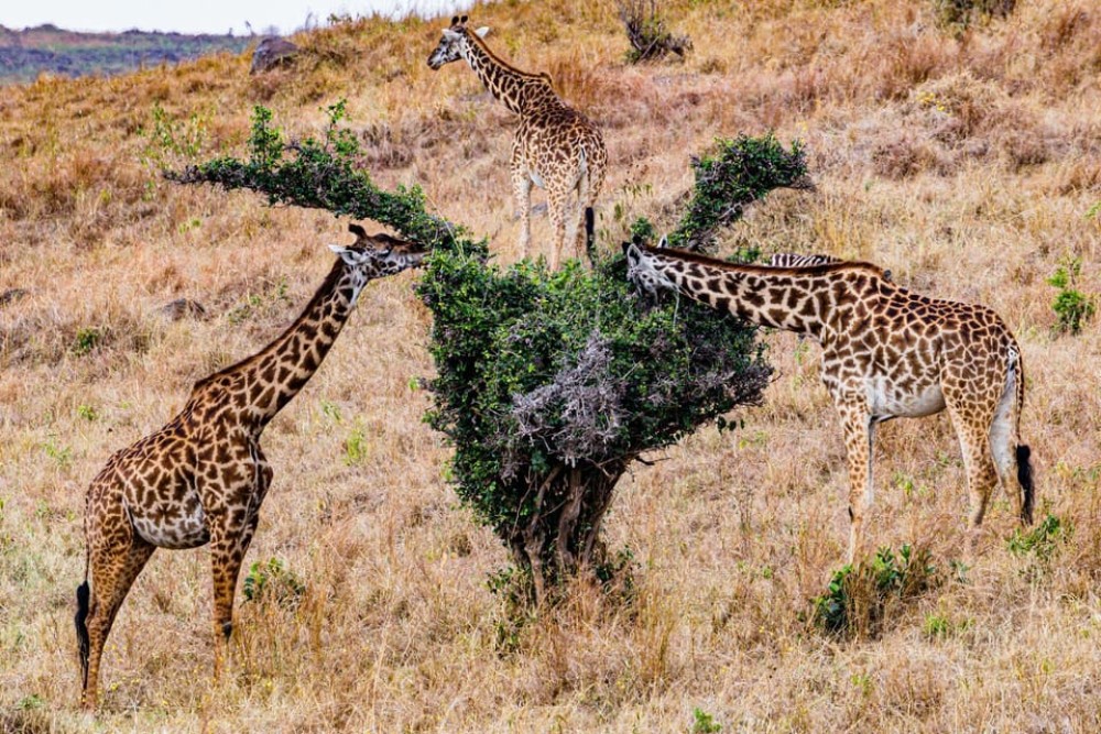 Nairobi National Park: Early Morning / Afternoon Game Drive | ®ExcursionMania