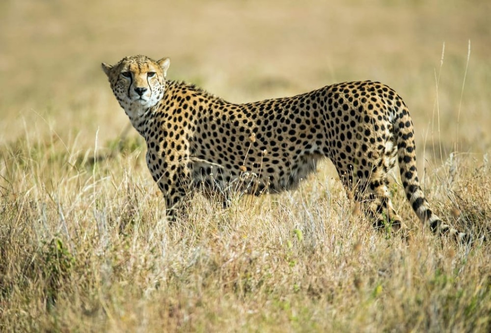 Nairobi National Park: Early Morning / Afternoon Game Drive | ®ExcursionMania