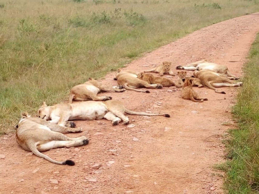 From Mombasa: Tsavo National Park Full-Day Group Trip | ®ExcursionMania