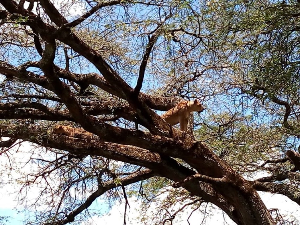From Mombasa: Tsavo National Park Full-Day Group Trip | ®ExcursionMania