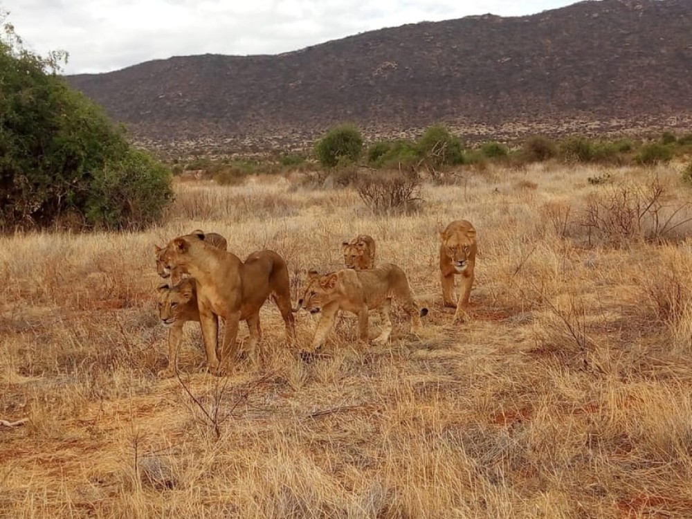 From Mombasa: Tsavo National Park Full-Day Group Trip | ®ExcursionMania