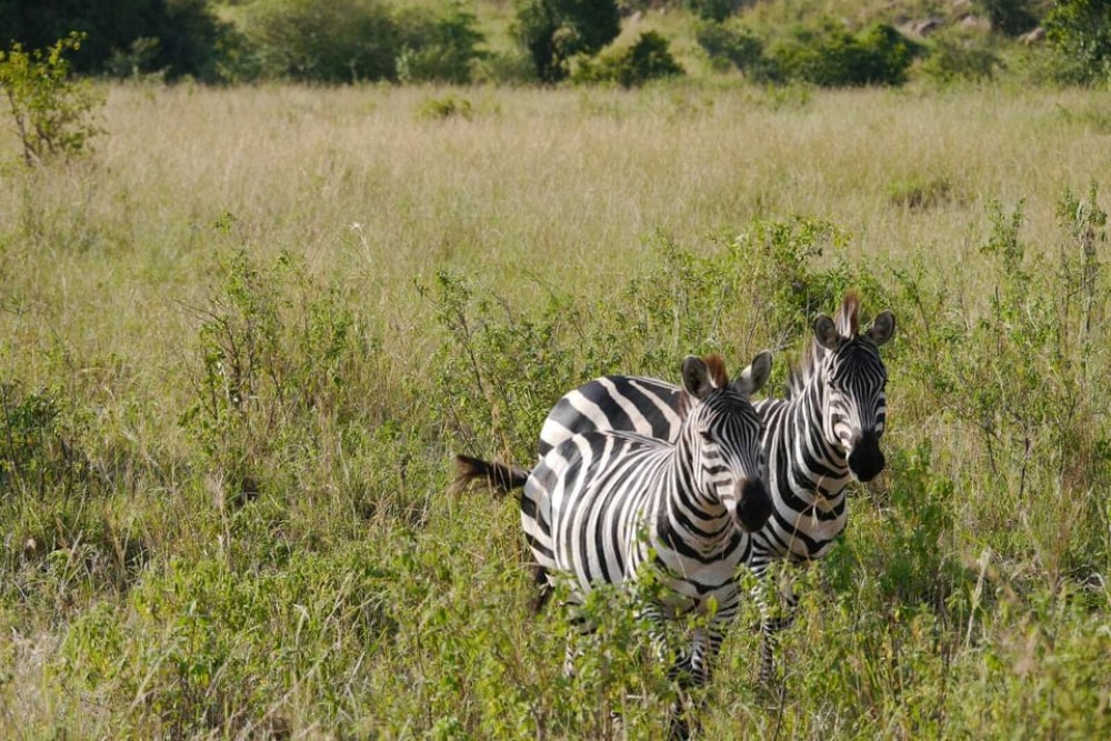 From Mombasa: Tsavo National Park Full-Day Group Trip | ®ExcursionMania