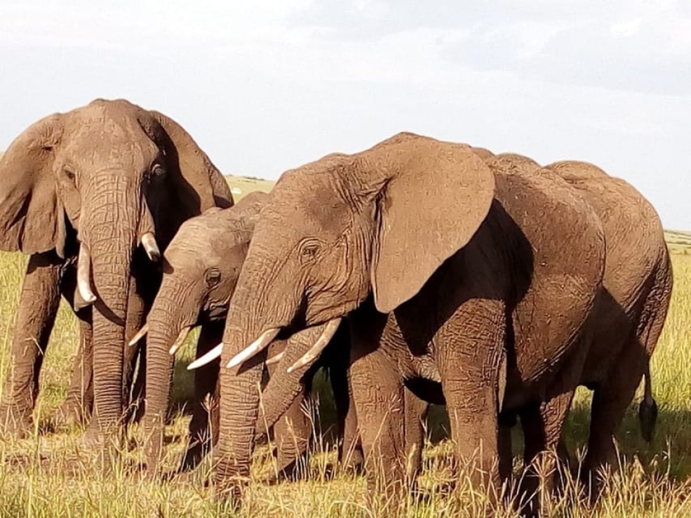 Arusha National Park: Private Jeep Tour | ®ExcursionMania