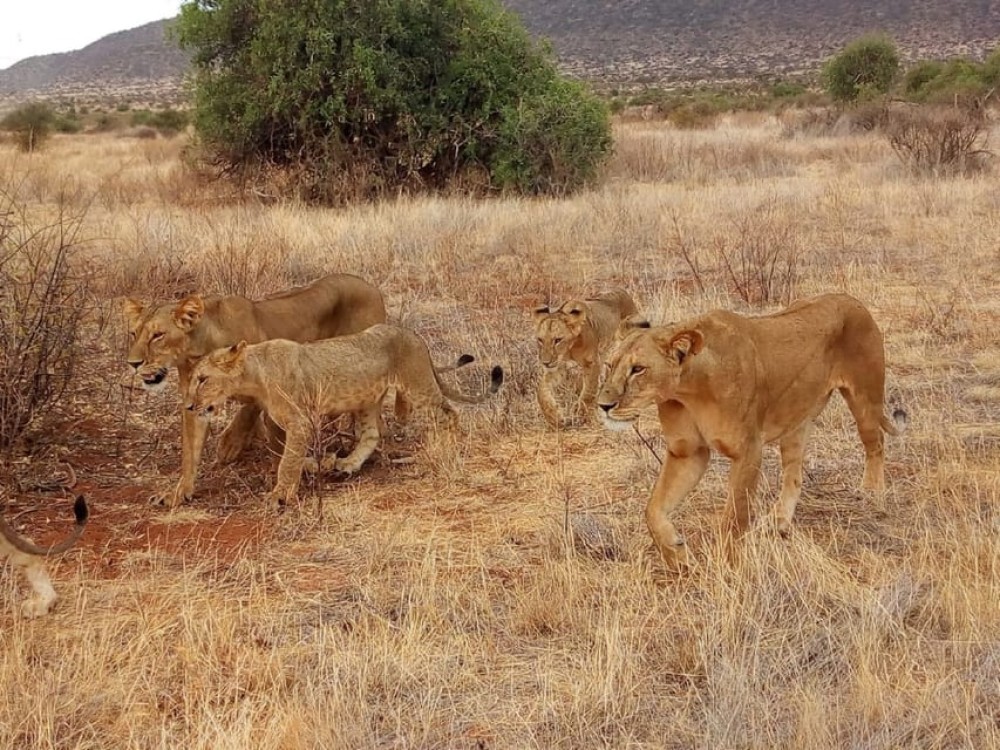 Arusha National Park: Private Jeep Tour | ®ExcursionMania