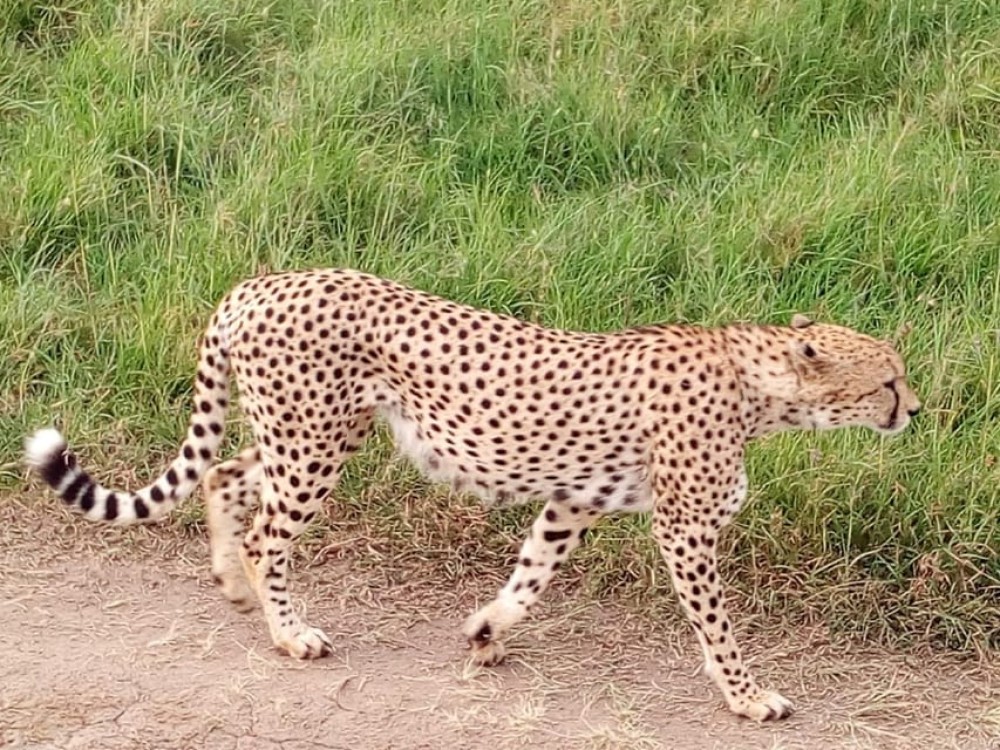 Arusha National Park: Private Jeep Tour | ®ExcursionMania