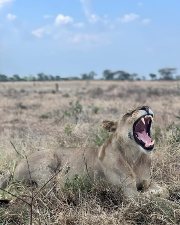 3 Day Joining Group Safari from Zanzibar to Mikumi Park | ®ExcursionMania