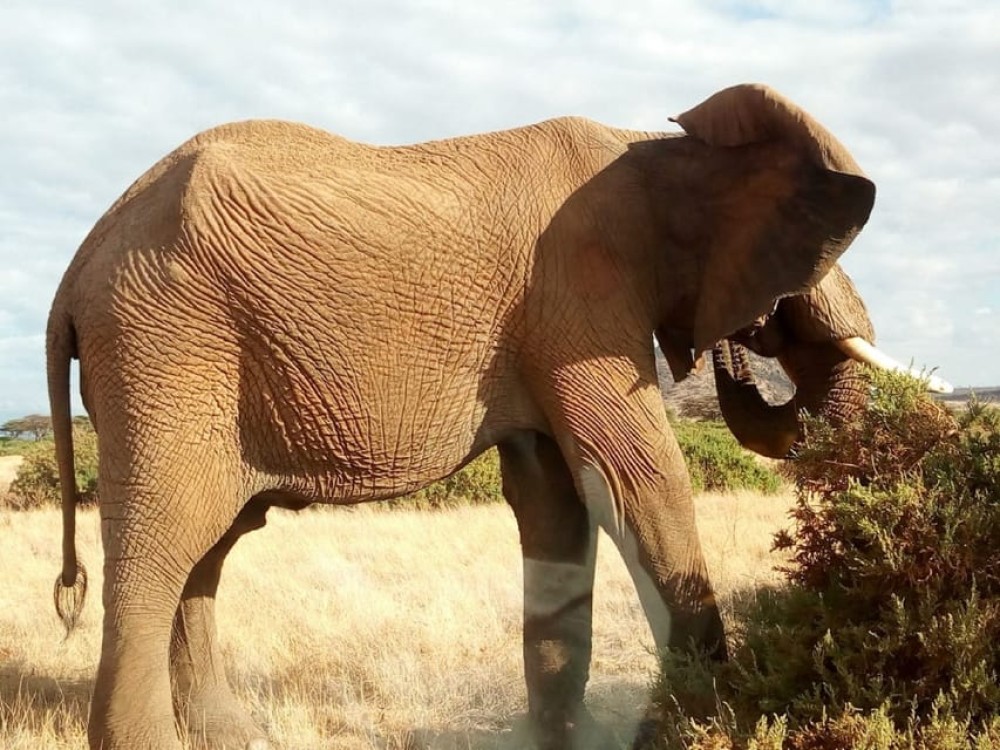 Nairobi: Private Elephant Orphanage Tour | ®ExcursionMania