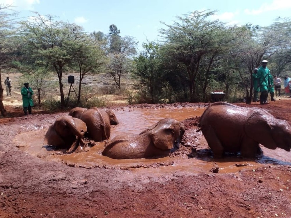 Nairobi: Private Elephant Orphanage Tour | ®ExcursionMania