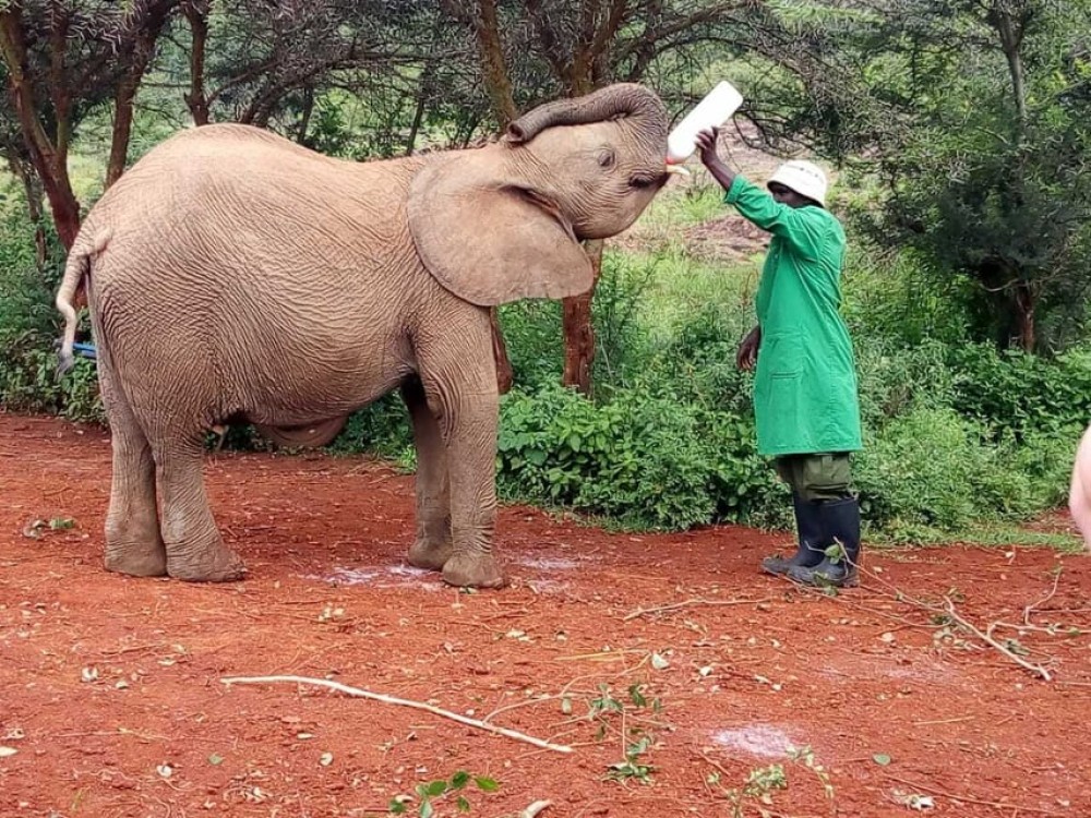 Nairobi: Private Elephant Orphanage Tour | ®ExcursionMania
