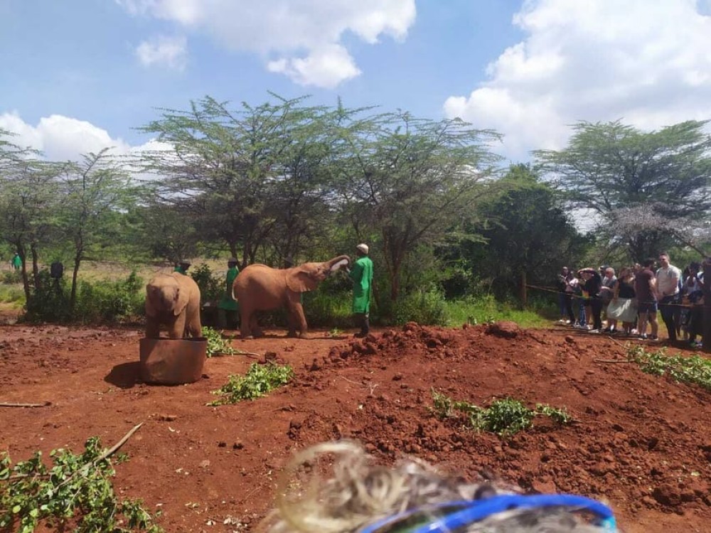 Nairobi: Private Elephant Orphanage Tour | ®ExcursionMania