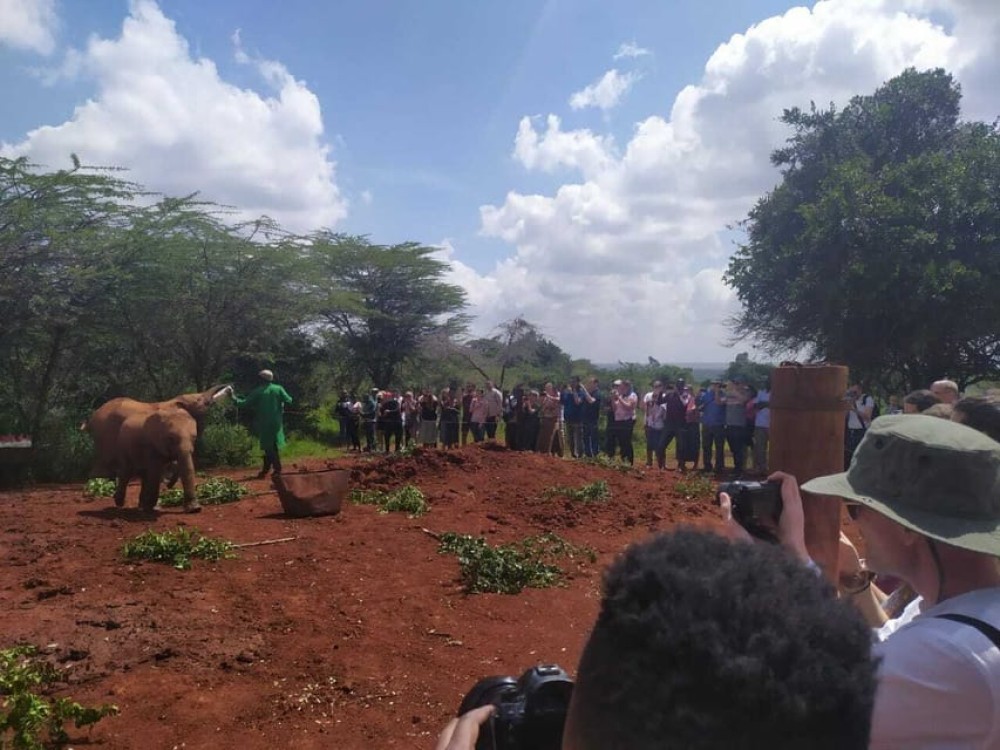 Nairobi: Private Elephant Orphanage Tour | ®ExcursionMania