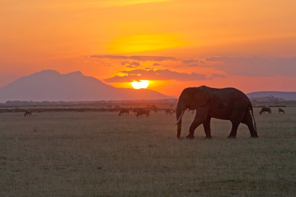 Nairobi National Park: Sunrise and Sunset Tours | ®ExcursionMania
