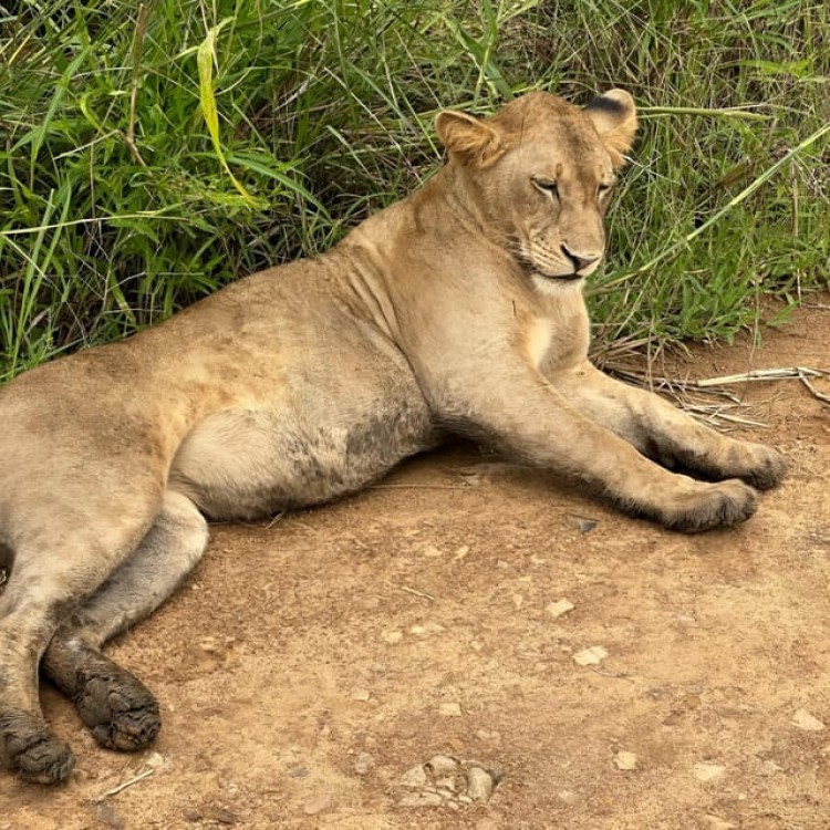 Zanzibar: Mikumi National Park Night Safari and Game Drive | ®ExcursionMania
