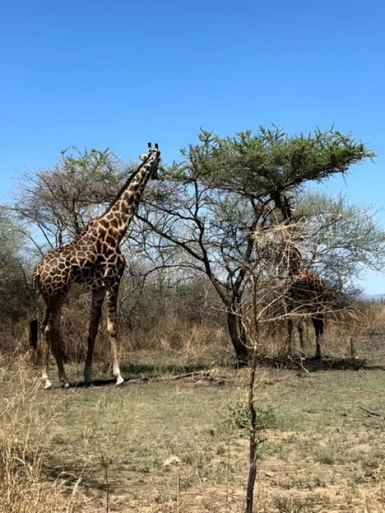 Zanzibar: Mikumi National Park Night Safari and Game Drive | ®ExcursionMania