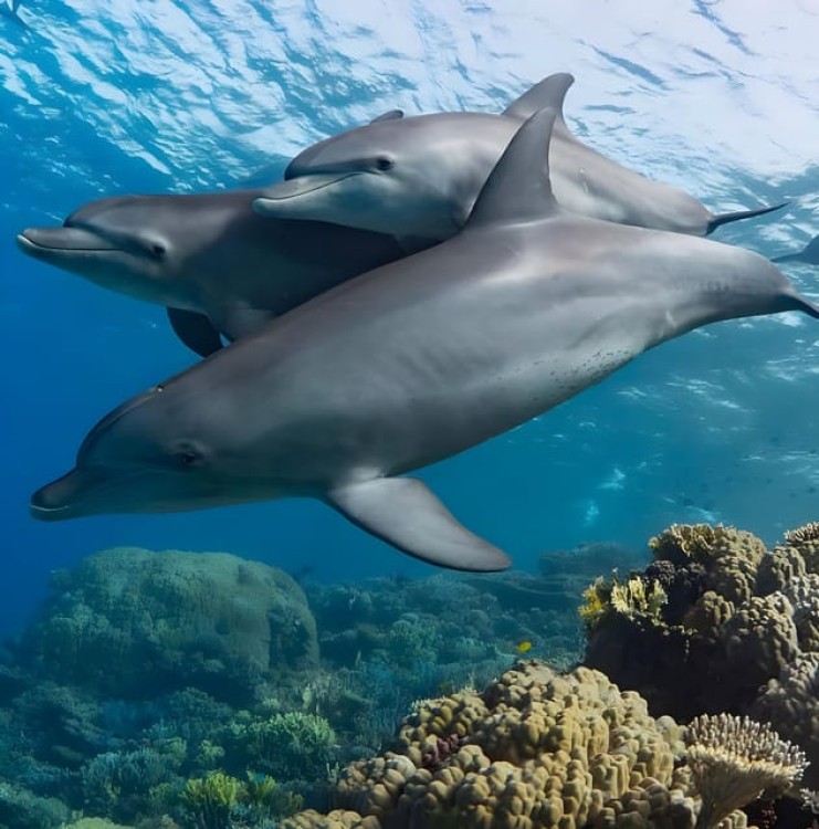 Mnemba Island Zanzibar: Dolphin Swim and Snorkeling Adventure | ®ExcursionMania