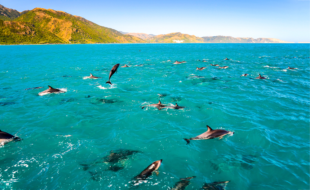 Mnemba Island Zanzibar: Dolphin Swim and Snorkeling Adventure | ®ExcursionMania