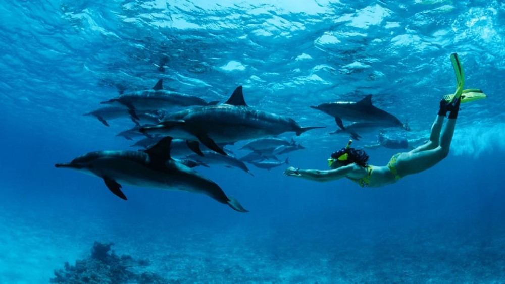 Zanzibar: Dolphin Tour, Snorkeling, and Sandbank Trip | ®ExcursionMania