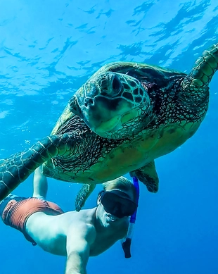 Dolphins Tour and Turtles Swimming in Kizimkazi | ®ExcursionMania