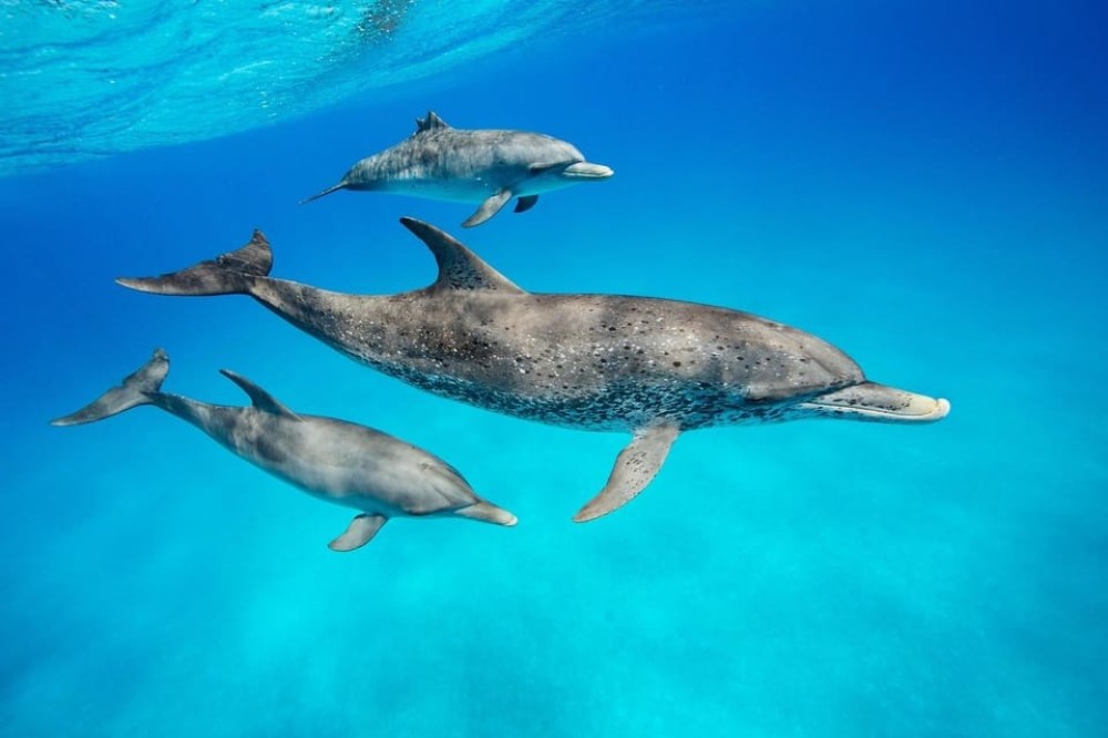 Dolphins Tour and Turtles Swimming in Kizimkazi | ®ExcursionMania