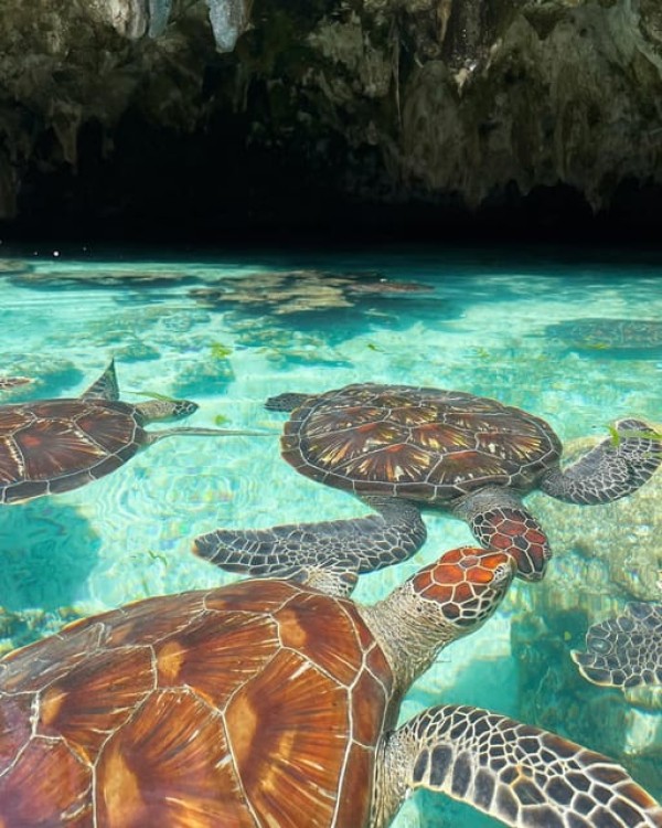Dolphins Tour and Turtles Swimming in Kizimkazi | ®ExcursionMania