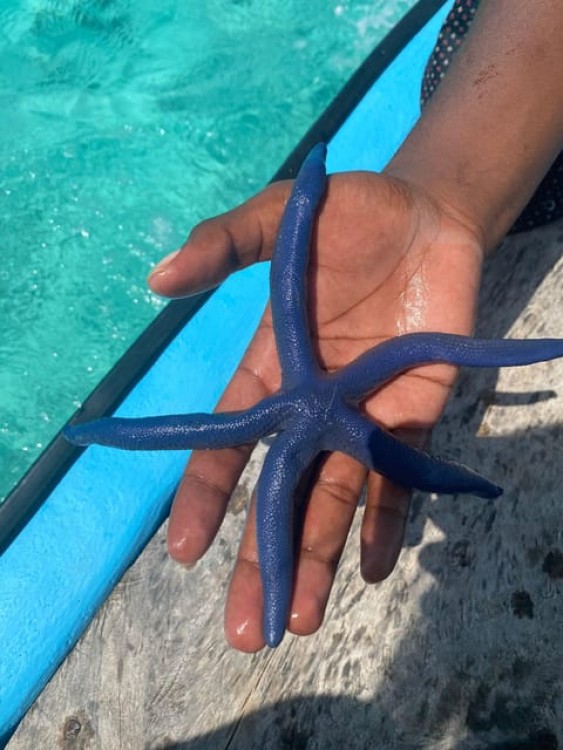 From Zanzibar: Starfish, Blue Lagoon And The Rock Restaurant | ®ExcursionMania