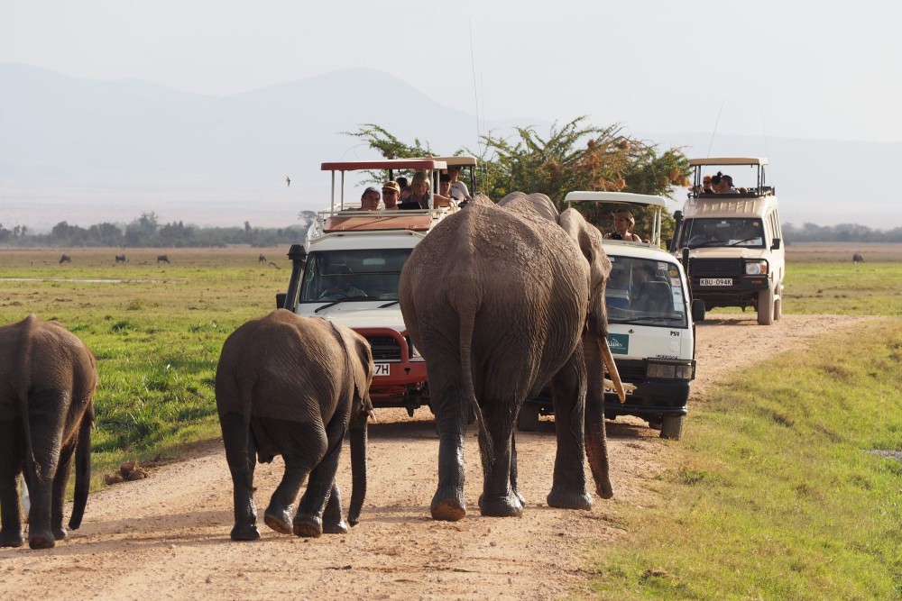 Amboseli National Park: Full-Day Tour from Nairobi | ®ExcursionMania