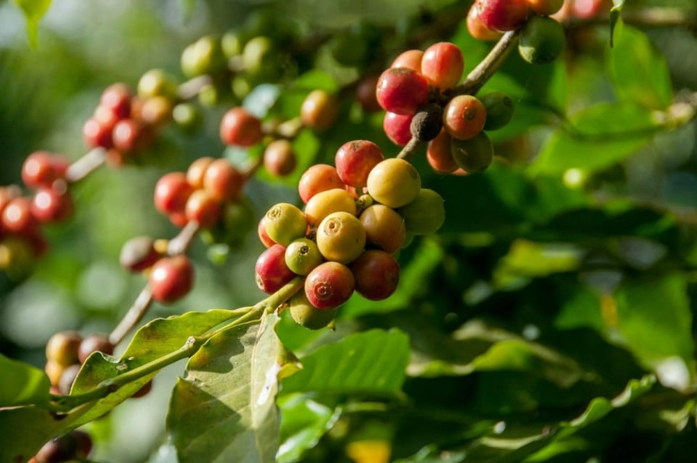 Half Day Tour to Fairview Coffee Farm | ®ExcursionMania