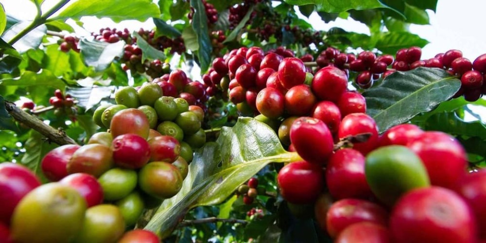 Half Day Tour to Fairview Coffee Farm | ®ExcursionMania