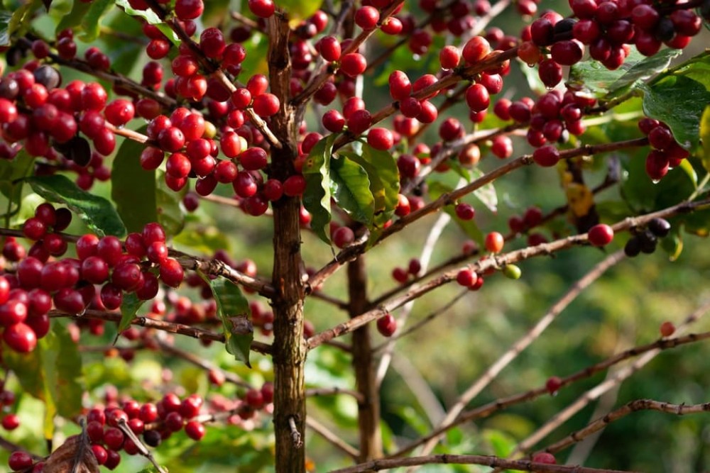 Half Day Tour to Fairview Coffee Farm | ®ExcursionMania