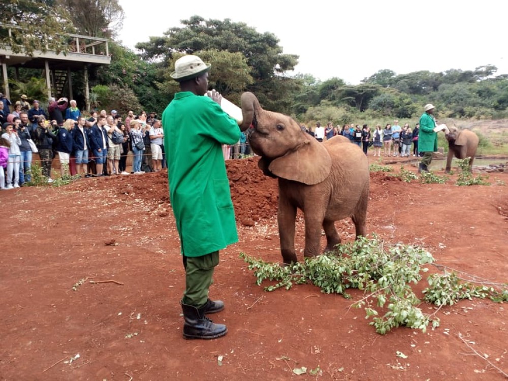 Nairobi National Park, Elephants, Giraffes & Bomas Day Trip | ®ExcursionMania