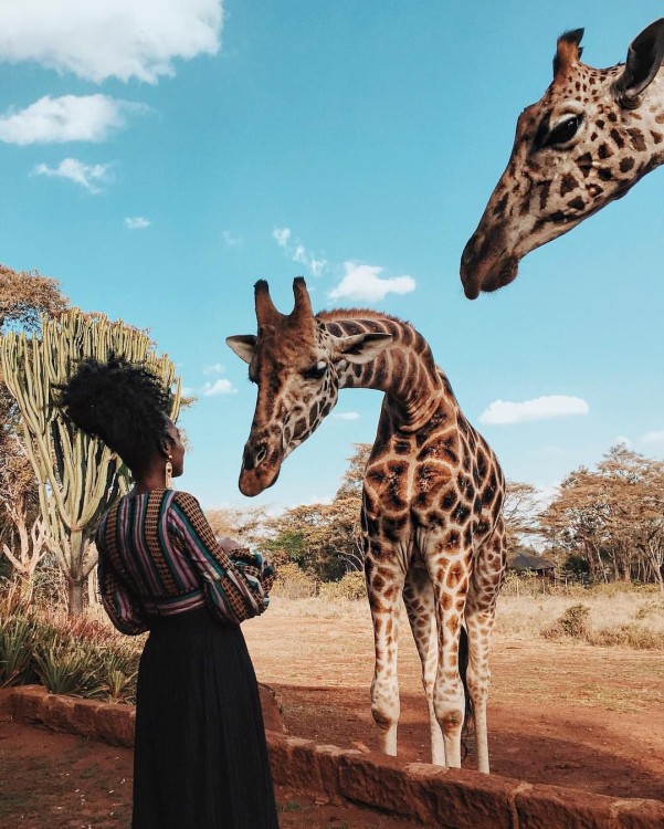 Nairobi: Elephants, Giraffes, Karen Blixen & Bomas Tour | ®ExcursionMania