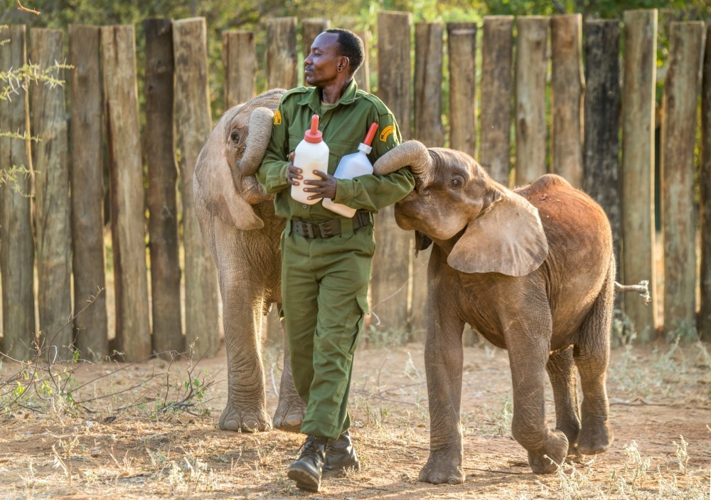Nairobi: Elephants, Giraffes, Karen Blixen & Bomas Tour | ®ExcursionMania