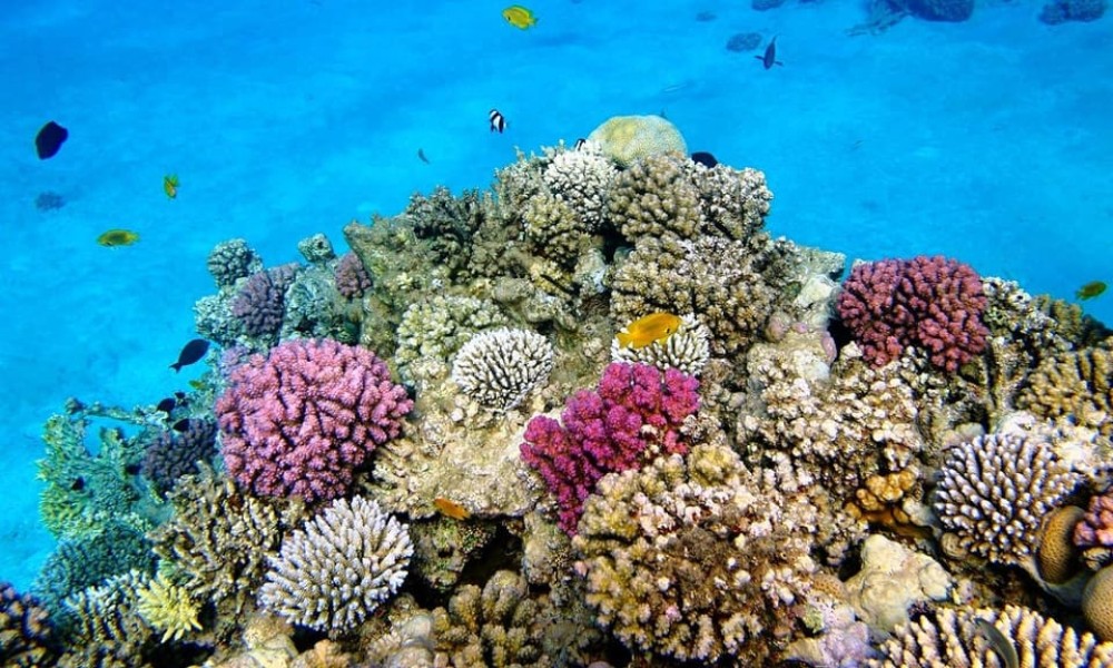 Zanzibar: Bawe Island Snorkeling | ®ExcursionMania