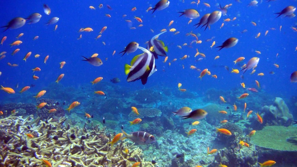 Zanzibar: Bawe Island Snorkeling | ®ExcursionMania