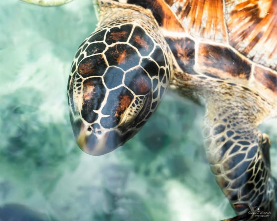 Salaam Cave Swimming with Sea Turles in Kizimkazi | ®ExcursionMania