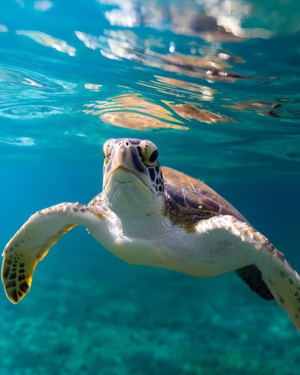 Zanzibar: Dolphin Snorkel & Turtles Swim Tour in Kizimkazi | ®ExcursionMania