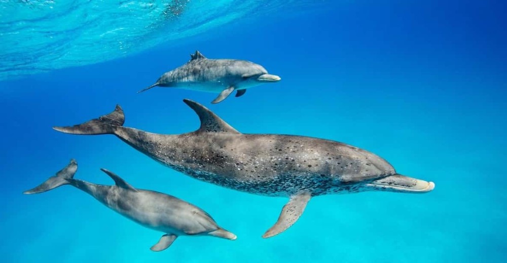 ZANZIBAR DOLPHIN TRIP | ®ExcursionMania